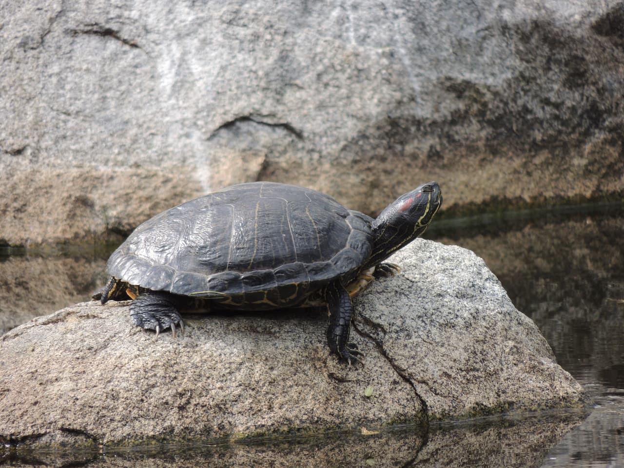 Turtle Tank Pics