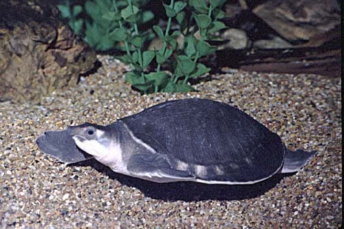 Indian Tortoise Food