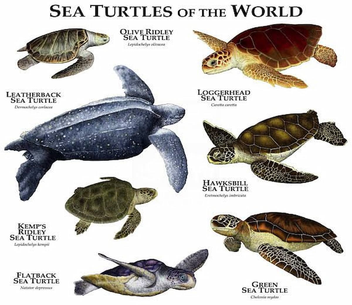 Identify Water Turtles