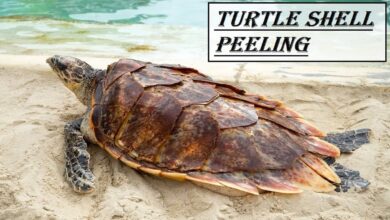 Turtle-Shell-Peeling