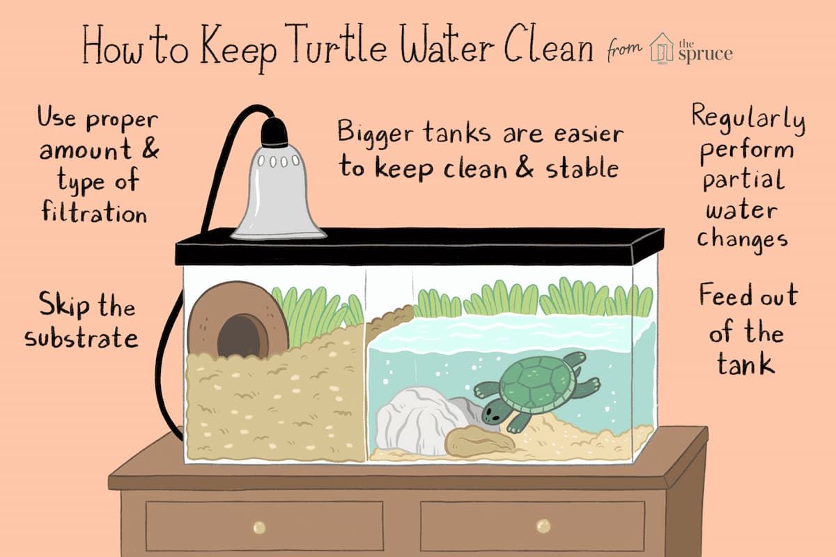 how-to-clean-your-turtle-s-tank-turtle-turtle-times