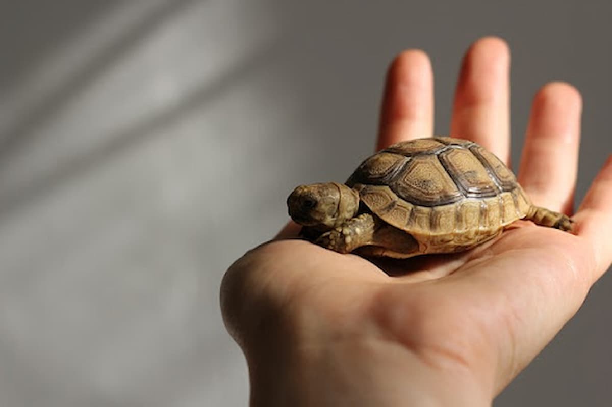 What Kind Of Turtle Is The Smallest | Turtle Times