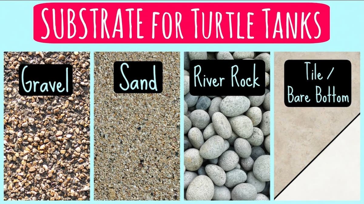 Sand for outlet tortoise bedding