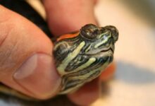 turtles-aquatic-diseases