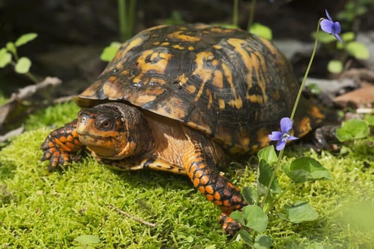 Box Turtles & North American Box Turtles | Turtle Times