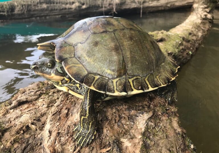 Northern Map Turtles | Map Turtles | Turtle Times