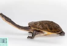 Broad Shelled Ricer Turtle or Snake Neck Turtle