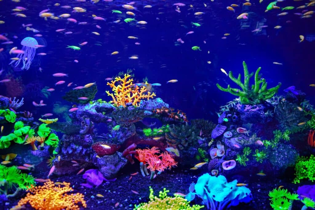 Saltwater Tank Setup | New Saltwater Aquarium | Turtle Times