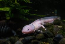 What is the Cost of an Axolotl