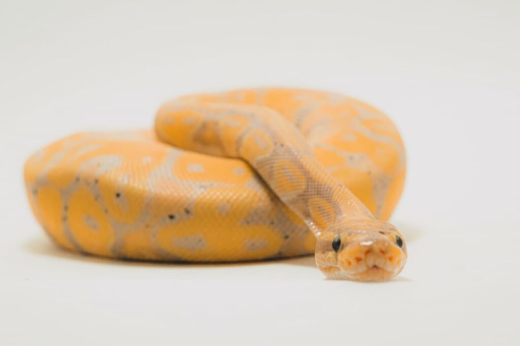 Non-Venomous Snake Bites & What To Do | Turtle Times