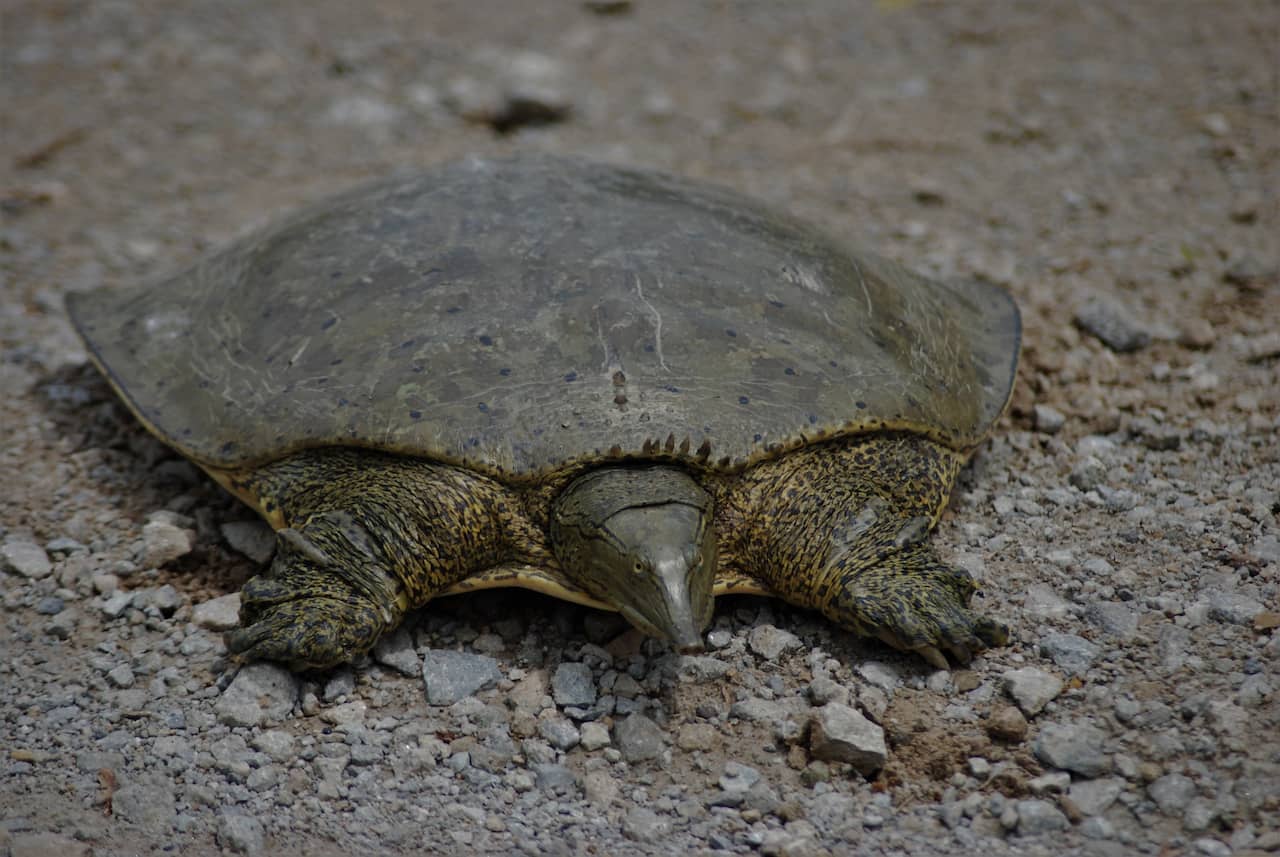 Softshell Turtles