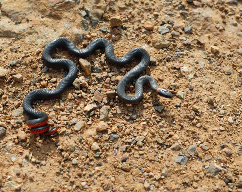 Ring-Necked Snake (Diadophis Punctatus) | Turtle Times