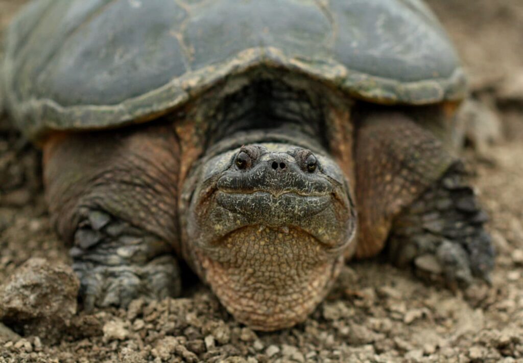 Snapping Turtles