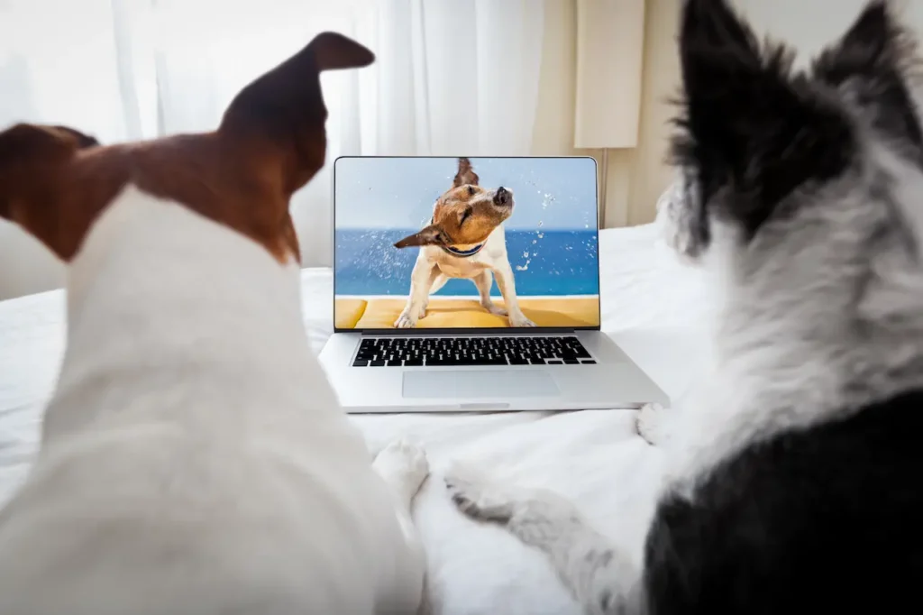 Two Dogs Watching TV On A Laptop